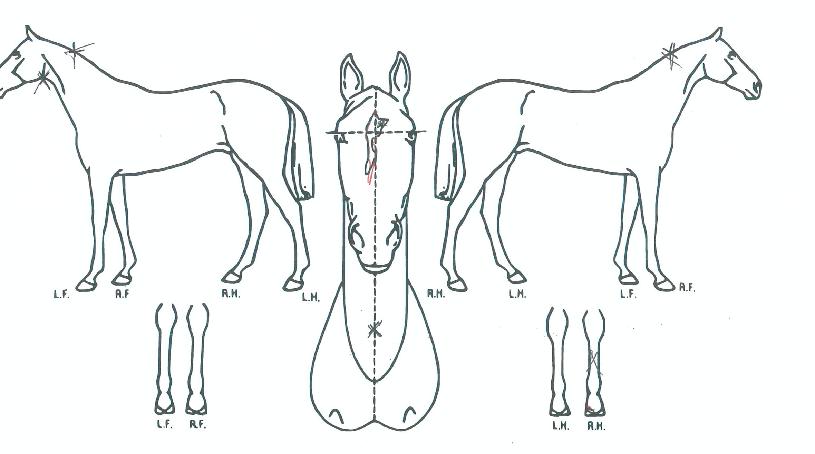 ºòÅõ´õºòÀÇ Ãø¸é,¿ì¸é,µÞ¸é,µÎ»ó,´Ù¸®ÀÇ Æ¯Â¡µµÇØ