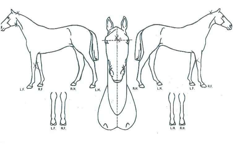 ����Ƽ���� ����,���,�޸�,�λ�,�ٸ��� Ư¡����