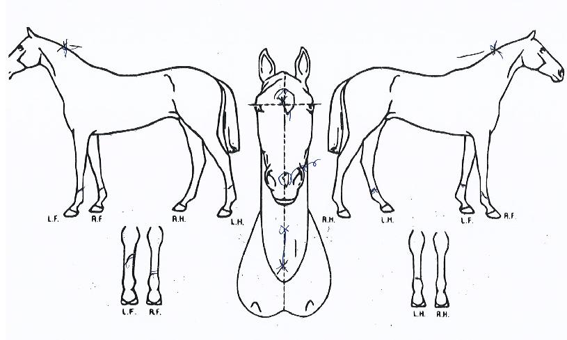 Ä¡ÅõÄ¡ÅõÀÇ Ãø¸é,¿ì¸é,µÞ¸é,µÎ»ó,´Ù¸®ÀÇ Æ¯Â¡µµÇØ