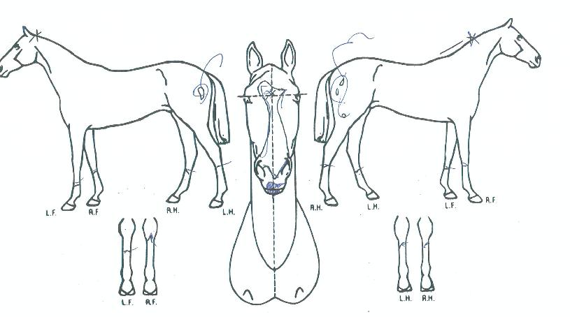 ���ư������ ����,���,�޸�,�λ�,�ٸ��� Ư¡����