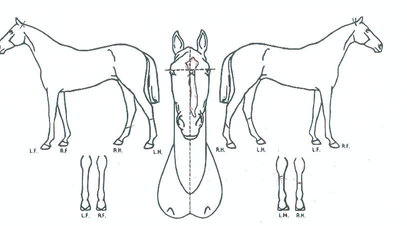 ÅéÇ÷¹ÀÌÀÇ Ãø¸é,¿ì¸é,µÞ¸é,µÎ»ó,´Ù¸®ÀÇ Æ¯Â¡µµÇØ