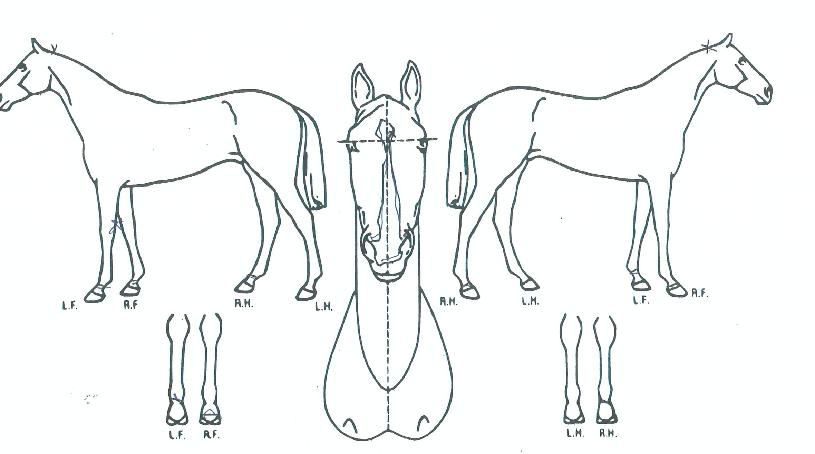 ���п��� ����,���,�޸�,�λ�,�ٸ��� Ư¡����