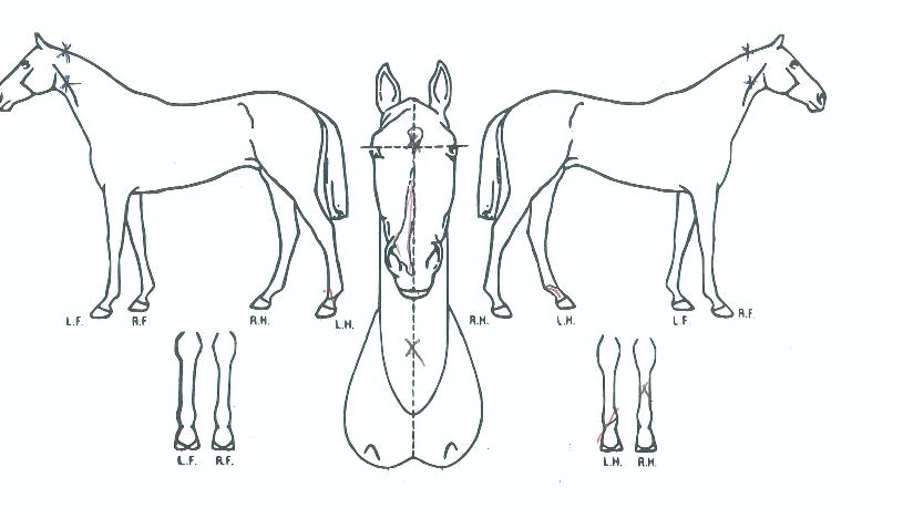 ¹®Çп¥ÆÄÀ̾îÀÇ Ãø¸é,¿ì¸é,µÞ¸é,µÎ»ó,´Ù¸®ÀÇ Æ¯Â¡µµÇØ