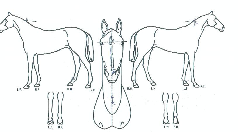 ���е帲�� ����,���,�޸�,�λ�,�ٸ��� Ư¡����