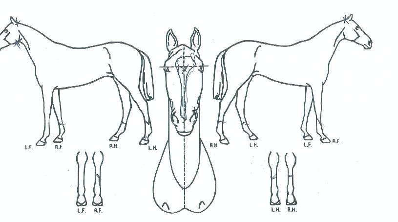 ���н�ī���� ����,���,�޸�,�λ�,�ٸ��� Ư¡����