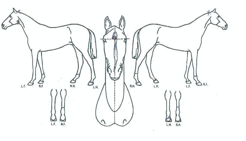 ÆÓ¸®½ºÄýÀÇ Ãø¸é,¿ì¸é,µÞ¸é,µÎ»ó,´Ù¸®ÀÇ Æ¯Â¡µµÇØ