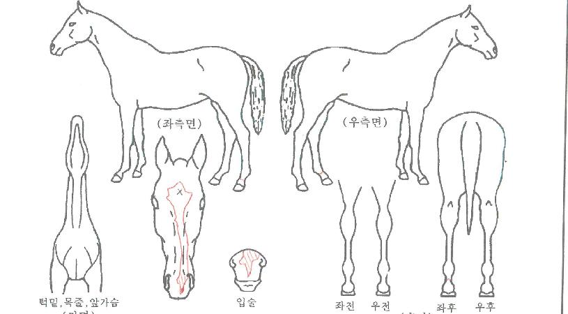 �Ƹ��Խ��ڸ��� ����,���,�޸�,�λ�,�ٸ��� Ư¡����