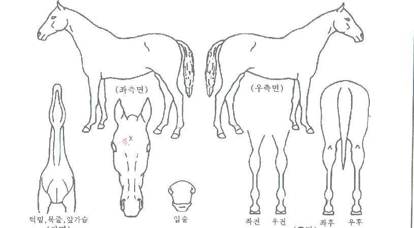 ���׿��̽��� ����,���,�޸�,�λ�,�ٸ��� Ư¡����