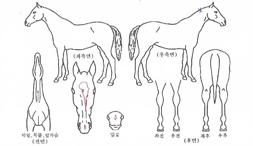 ·Îµå¿¡À̽ºÀÇ Ãø¸é,¿ì¸é,µÞ¸é,µÎ»ó,´Ù¸®ÀÇ Æ¯Â¡µµÇØ
