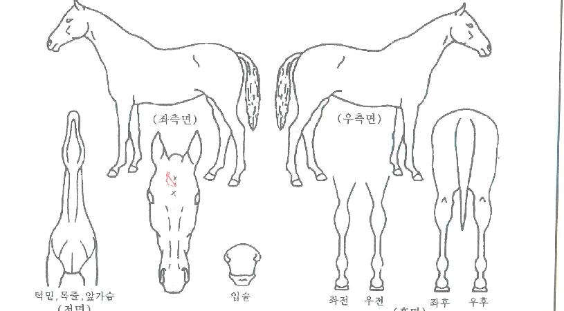 ����ŷ�� ����,���,�޸�,�λ�,�ٸ��� Ư¡����