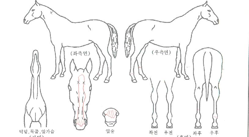 ·Õ·±ÀÇ Ãø¸é,¿ì¸é,µÞ¸é,µÎ»ó,´Ù¸®ÀÇ Æ¯Â¡µµÇØ