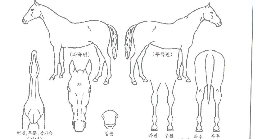 À©µåÀ§³ÊÀÇ Ãø¸é,¿ì¸é,µÞ¸é,µÎ»ó,´Ù¸®ÀÇ Æ¯Â¡µµÇØ