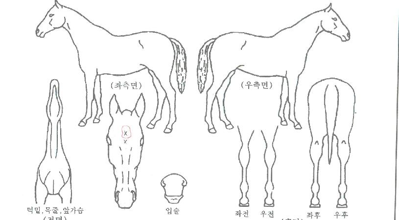 ¸¶½ºÅÍÅÍÄ¡ÀÇ Ãø¸é,¿ì¸é,µÞ¸é,µÎ»ó,´Ù¸®ÀÇ Æ¯Â¡µµÇØ