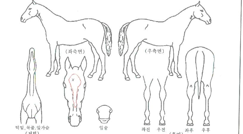 À¯¼ÇÁÀÇ Ãø¸é,¿ì¸é,µÞ¸é,µÎ»ó,´Ù¸®ÀÇ Æ¯Â¡µµÇØ