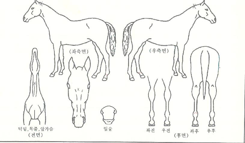 ��Ǵٳ콺�ڸ��� ����,���,�޸�,�λ�,�ٸ��� Ư¡����
