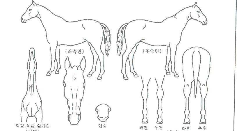 ½ºÇǵå·ÎµåÀÇ Ãø¸é,¿ì¸é,µÞ¸é,µÎ»ó,´Ù¸®ÀÇ Æ¯Â¡µµÇØ