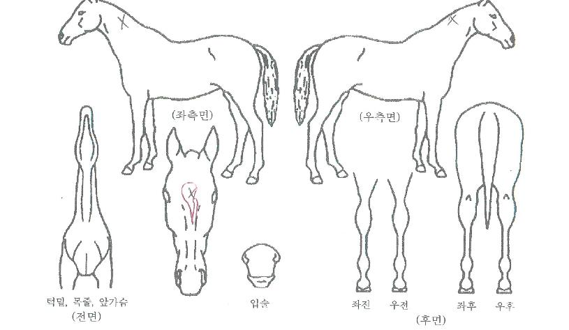 ¹Ù¶÷»ìÀÇ Ãø¸é,¿ì¸é,µÞ¸é,µÎ»ó,´Ù¸®ÀÇ Æ¯Â¡µµÇØ