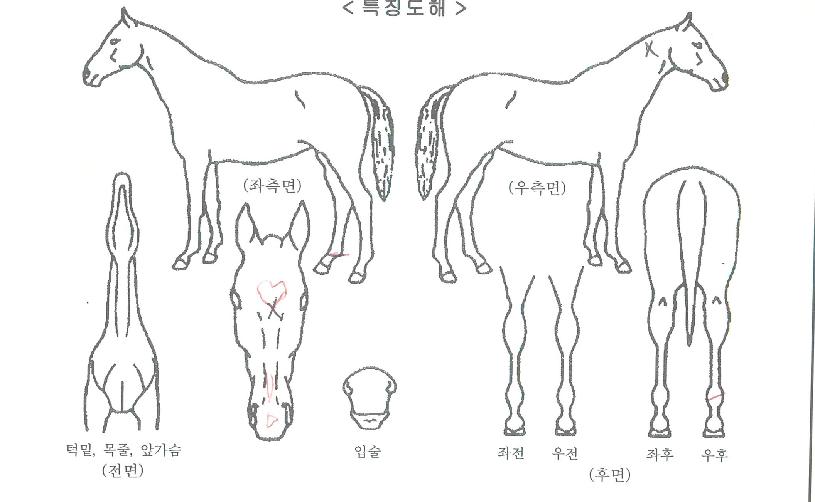 ���θǽ��� ����,���,�޸�,�λ�,�ٸ��� Ư¡����