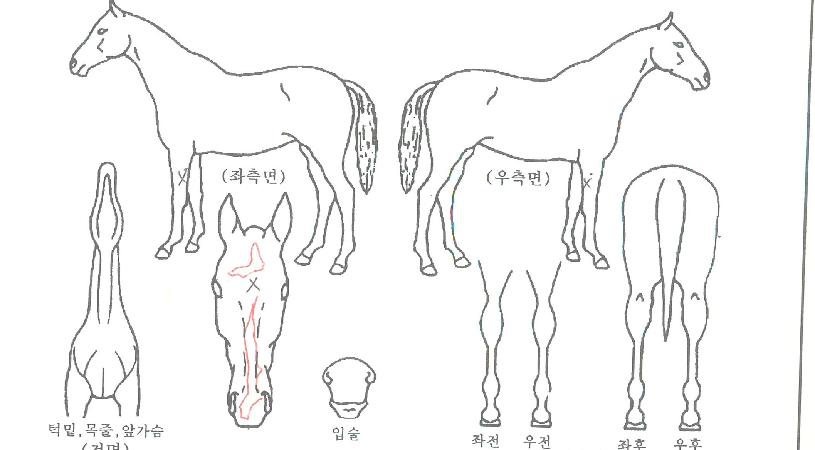 ��´�Ư���� ����,���,�޸�,�λ�,�ٸ��� Ư¡����