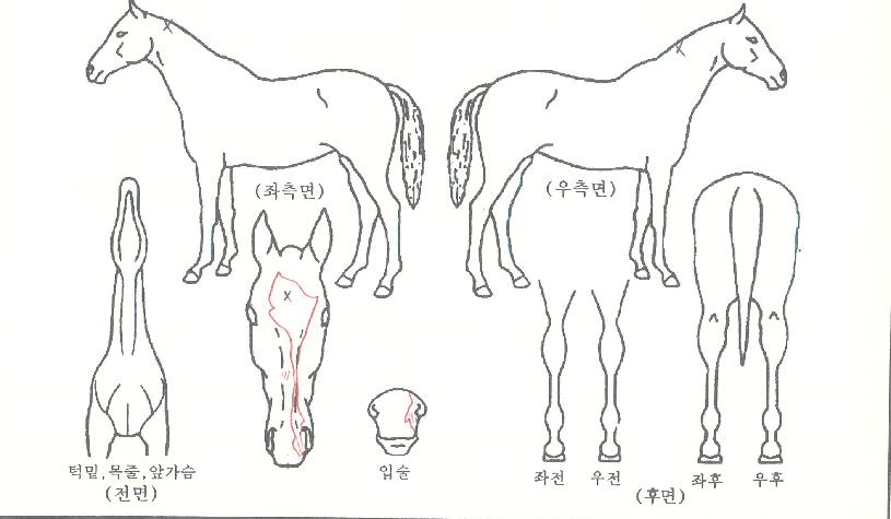 ±Ý¾ÆÀÎÇÇ´ÏÆ¼ÀÇ Ãø¸é,¿ì¸é,µÞ¸é,µÎ»ó,´Ù¸®ÀÇ Æ¯Â¡µµÇØ