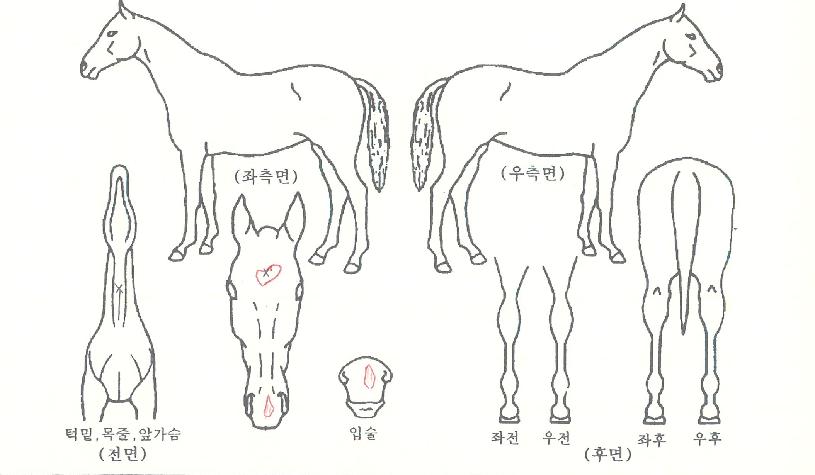 �����̸����� ����,���,�޸�,�λ�,�ٸ��� Ư¡����