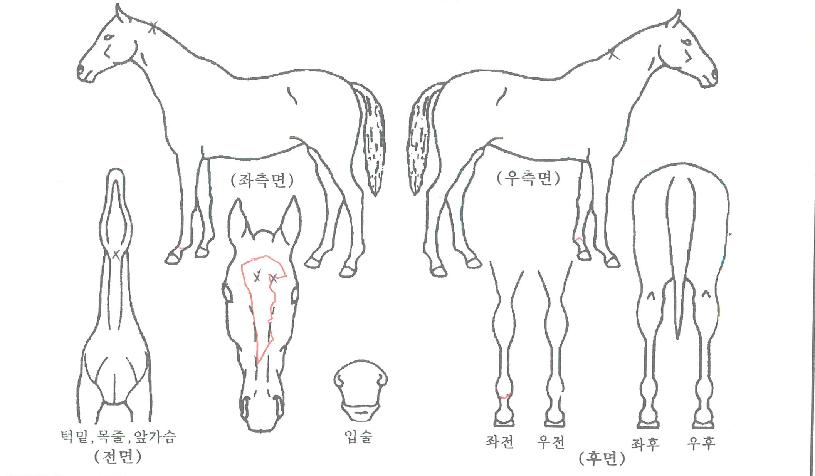 �ϴ������� ����,���,�޸�,�λ�,�ٸ��� Ư¡����