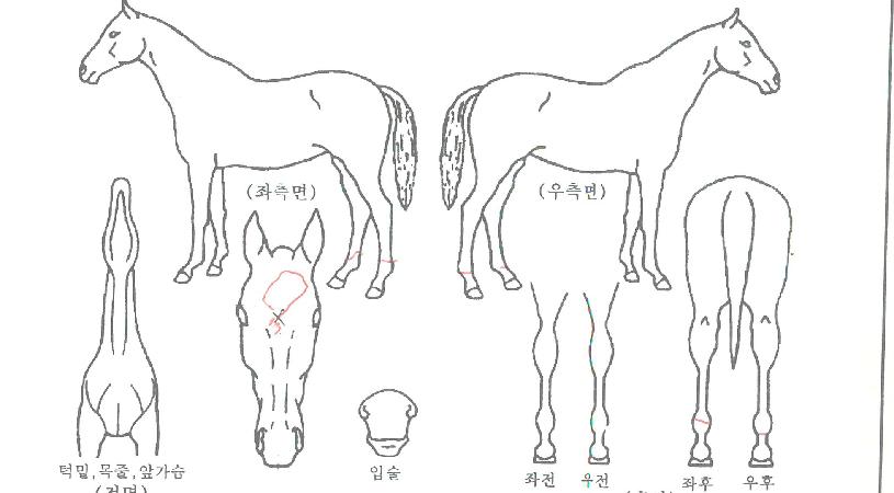 ���ø����� ����,���,�޸�,�λ�,�ٸ��� Ư¡����