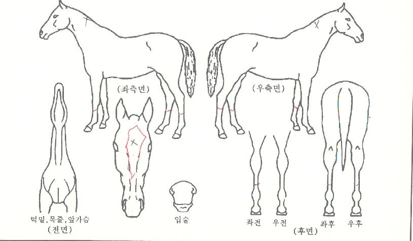 ±Û·Î¹ú¹ë¸®ÀÚ¸¶ÀÇ Ãø¸é,¿ì¸é,µÞ¸é,µÎ»ó,´Ù¸®ÀÇ Æ¯Â¡µµÇØ