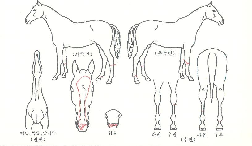 ����Ǯ������ ����,���,�޸�,�λ�,�ٸ��� Ư¡����