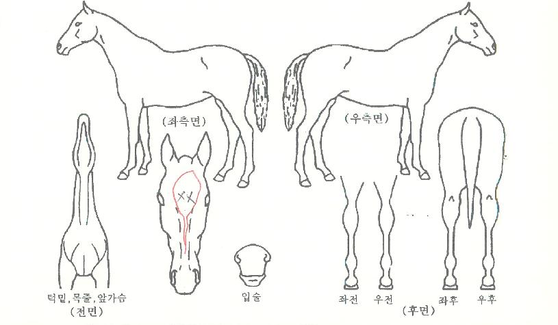 ¿ø´õÇ®·¹ÀÌÁîÀÇ Ãø¸é,¿ì¸é,µÞ¸é,µÎ»ó,´Ù¸®ÀÇ Æ¯Â¡µµÇØ
