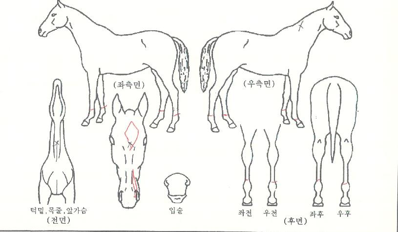 ³²»êÈ£¶ûÀÌÀÇ Ãø¸é,¿ì¸é,µÞ¸é,µÎ»ó,´Ù¸®ÀÇ Æ¯Â¡µµÇØ
