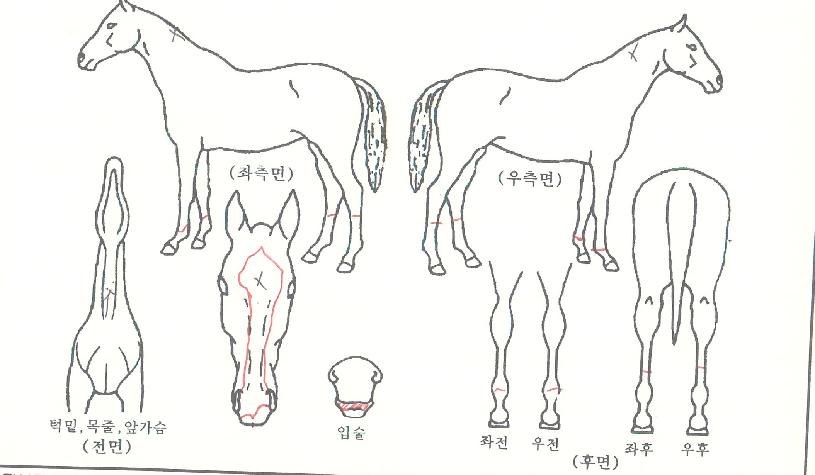 ¿ø´õÇ®Â÷¸ÓÀÇ Ãø¸é,¿ì¸é,µÞ¸é,µÎ»ó,´Ù¸®ÀÇ Æ¯Â¡µµÇØ