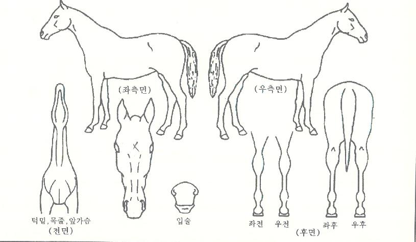 ����ǮťƼ�� ����,���,�޸�,�λ�,�ٸ��� Ư¡����