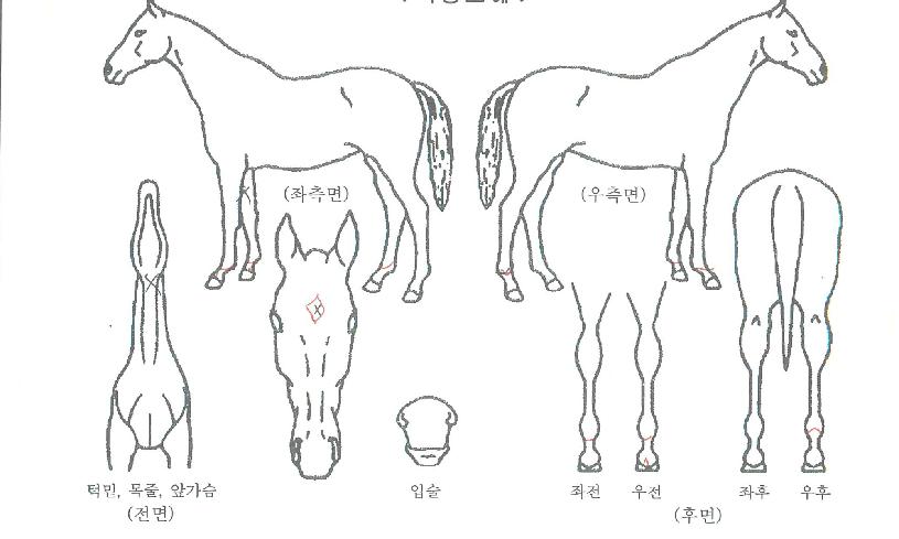 �ݺ����� ����,���,�޸�,�λ�,�ٸ��� Ư¡����