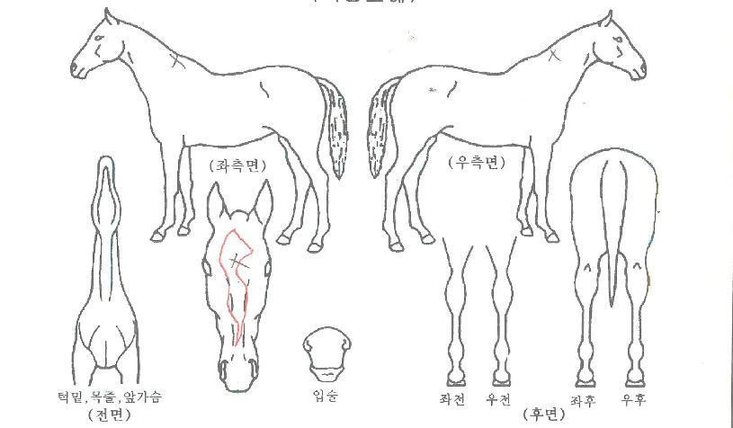 ���̿������� ����,���,�޸�,�λ�,�ٸ��� Ư¡����