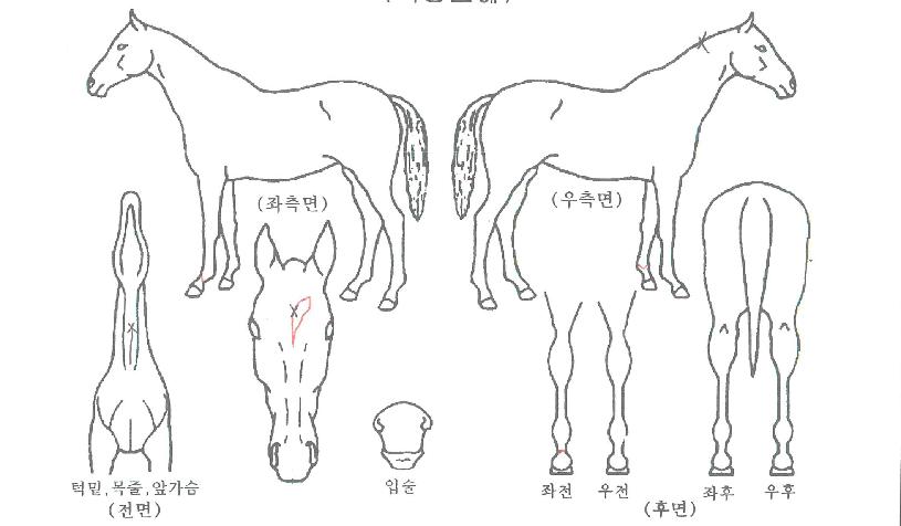 ��õ�Ŀ��� ����,���,�޸�,�λ�,�ٸ��� Ư¡����