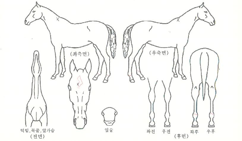 ÇϴðÀÚÀÇ Ãø¸é,¿ì¸é,µÞ¸é,µÎ»ó,´Ù¸®ÀÇ Æ¯Â¡µµÇØ