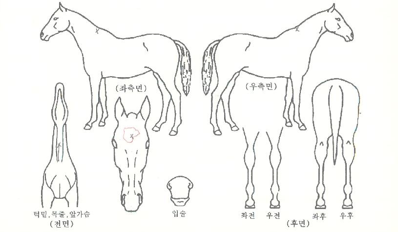 Æ®·ÎÆ®ÄýÀÇ Ãø¸é,¿ì¸é,µÞ¸é,µÎ»ó,´Ù¸®ÀÇ Æ¯Â¡µµÇØ