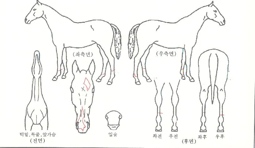 ¾î°ÔÀÎÅÍÄ¡ÀÇ Ãø¸é,¿ì¸é,µÞ¸é,µÎ»ó,´Ù¸®ÀÇ Æ¯Â¡µµÇØ