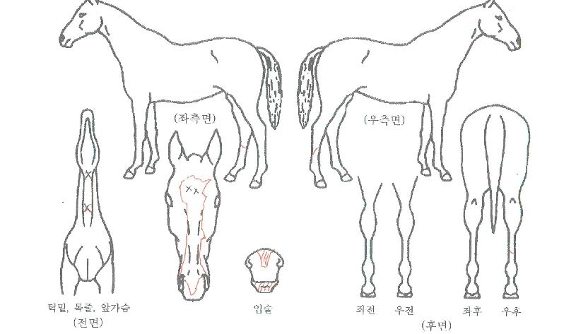 �ٷ����� ����,���,�޸�,�λ�,�ٸ��� Ư¡����