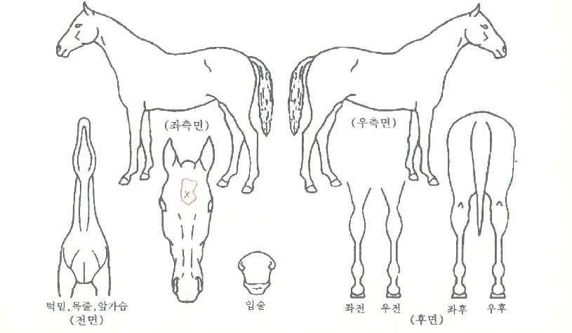 ÇÒ¸®¿ìµåÆÄƼÀÇ Ãø¸é,¿ì¸é,µÞ¸é,µÎ»ó,´Ù¸®ÀÇ Æ¯Â¡µµÇØ