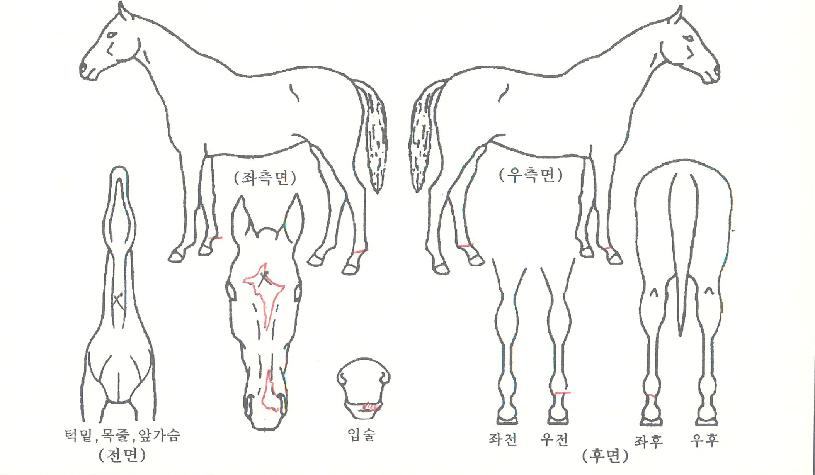 ž½ºÅ¸ÀÇ Ãø¸é,¿ì¸é,µÞ¸é,µÎ»ó,´Ù¸®ÀÇ Æ¯Â¡µµÇØ