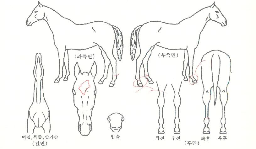 �Ź����� ����,���,�޸�,�λ�,�ٸ��� Ư¡����