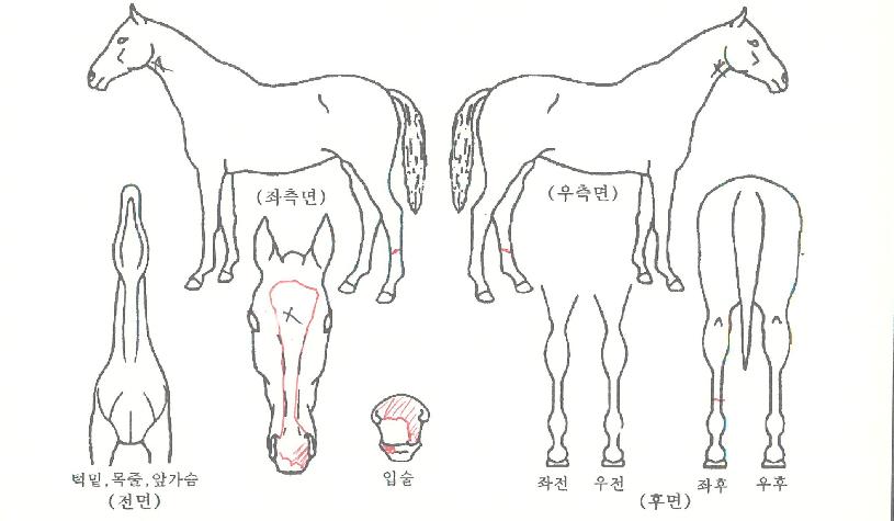 ºê¶óº¸ÇÔ¾çÀÇ Ãø¸é,¿ì¸é,µÞ¸é,µÎ»ó,´Ù¸®ÀÇ Æ¯Â¡µµÇØ