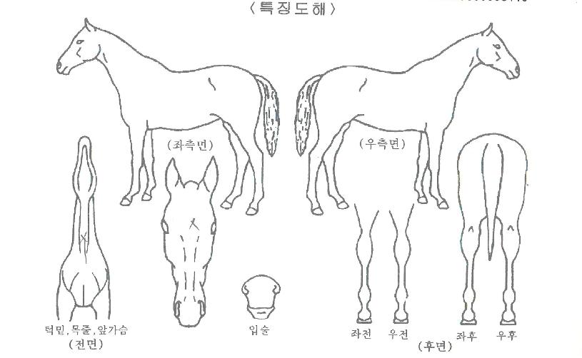 Ç÷ÎÀ׸®¹öÀÇ Ãø¸é,¿ì¸é,µÞ¸é,µÎ»ó,´Ù¸®ÀÇ Æ¯Â¡µµÇØ