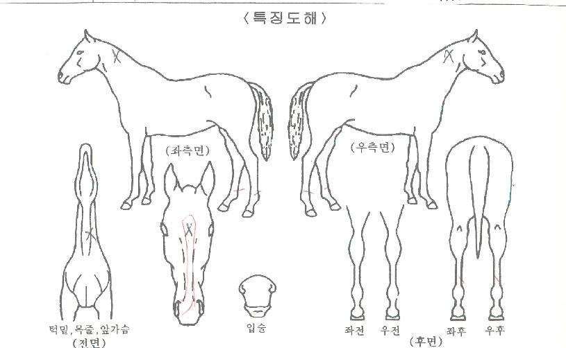 ¾ÆÀÌ·¯ºêÇѼ¾ÀÇ Ãø¸é,¿ì¸é,µÞ¸é,µÎ»ó,´Ù¸®ÀÇ Æ¯Â¡µµÇØ