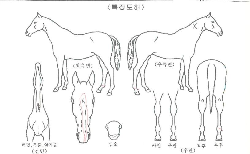 �Ӵ����̽��� ����,���,�޸�,�λ�,�ٸ��� Ư¡����