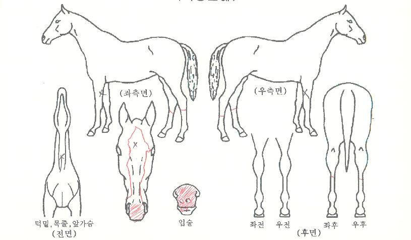 ����ġŸ�� ����,���,�޸�,�λ�,�ٸ��� Ư¡����