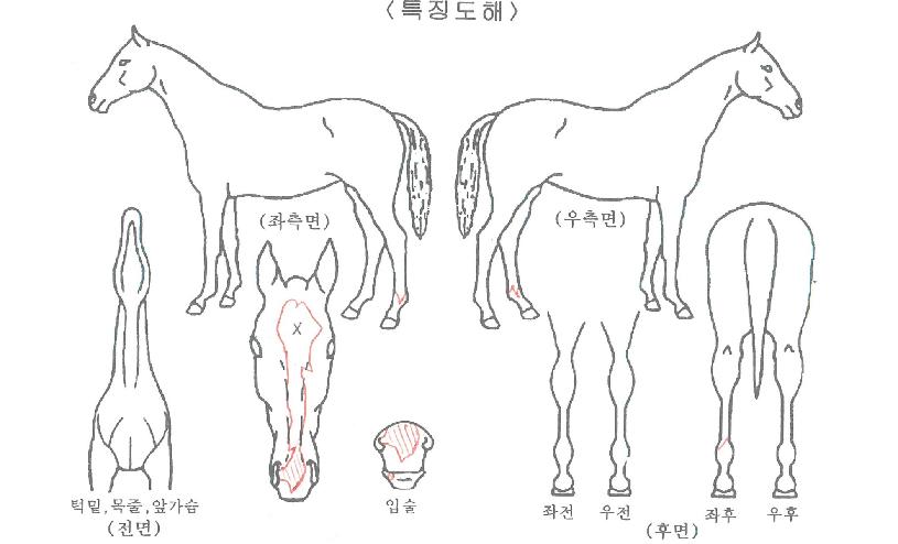 �������ڸ��� ����,���,�޸�,�λ�,�ٸ��� Ư¡����