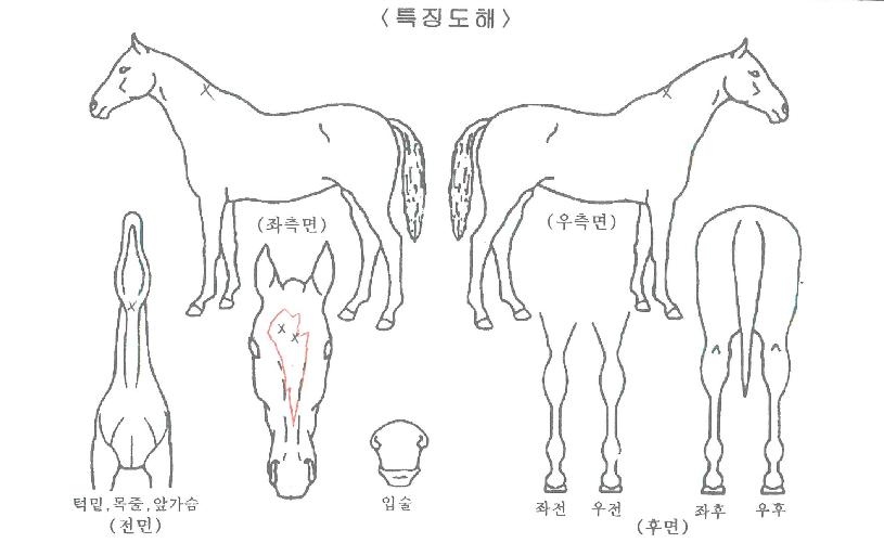 Äí°Å¾ÜÇÏÆ®ÀÚ¸¶ÀÇ Ãø¸é,¿ì¸é,µÞ¸é,µÎ»ó,´Ù¸®ÀÇ Æ¯Â¡µµÇØ